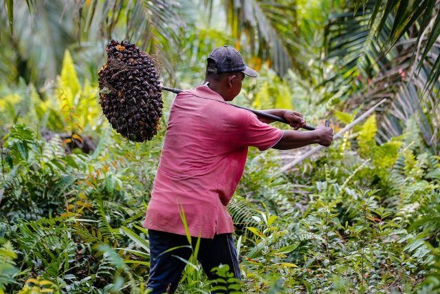 Harga TBS Sawit Riau Naik! Petani Plasma Kini Dapat Rp 3.713,64/Kg
