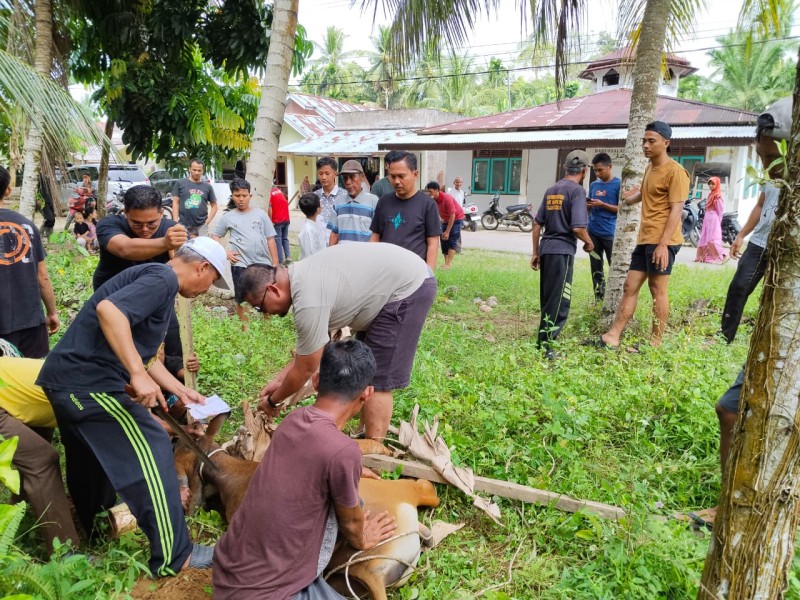 Semarakkan Idul Adha 1446 H Warga Dusun Sumur Jernih Sembelih 3 Ekor Hewan Qurban
