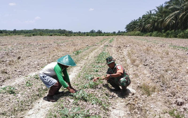 Babinsa Tanjung Penyembal Beri Edukasi Kepada Para Petani di Wilayahnya