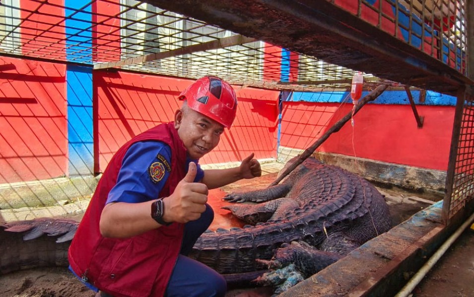 Buaya Raksasa Ditangkap di Inhil 