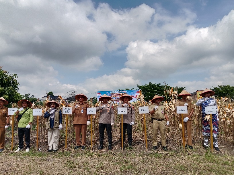 Dipimpin Karo SDM Polda Riau, Polresta Pekanbaru Panen Jagung Pipil Seluas 4 Hektare