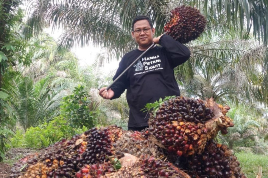 Kabar Baik untuk Petani Swadaya, Harga TBS Sawit Pekan Ini Capai Rp3.784,96/Kg
