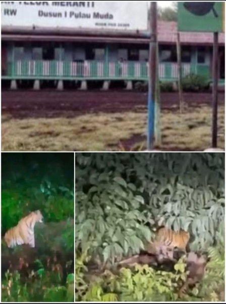 Penampakan Kawanan Harimau di Sekitar Sekolah Dasar Teluk Meranti Resahkan Orang Tua Murid