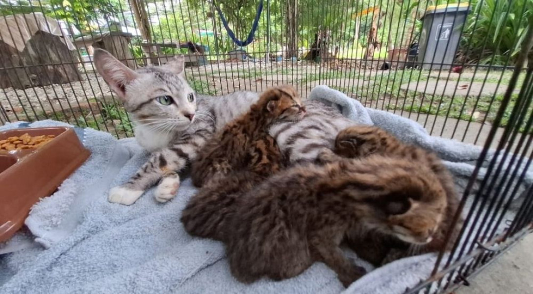 Kisah Penyelamatan Kucing Hutan Terjebak Banjir, Kini Dirawat Intensif di BBKSDA Riau