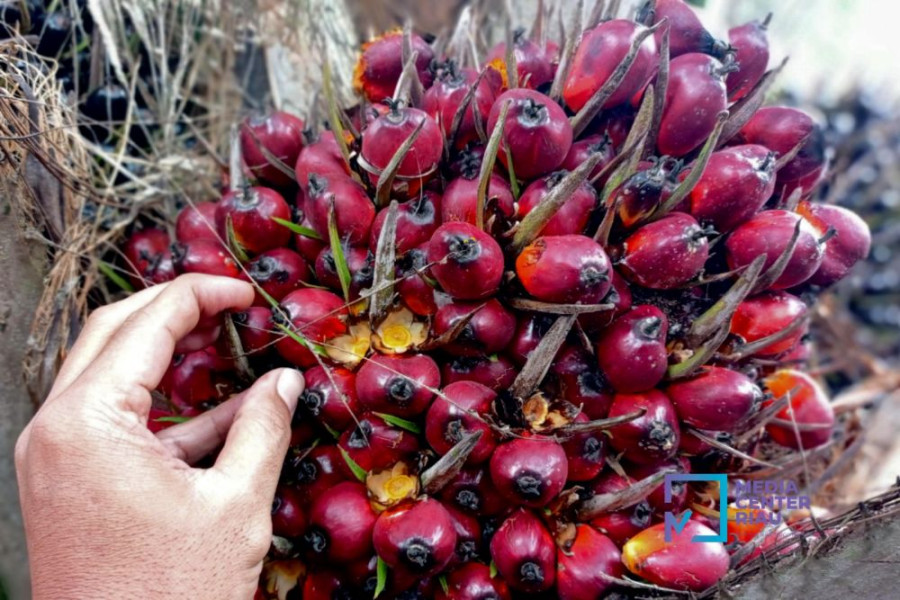 Harga TBS Meroket, Petani Sawit Plasma di Riau Senyum Sumringah