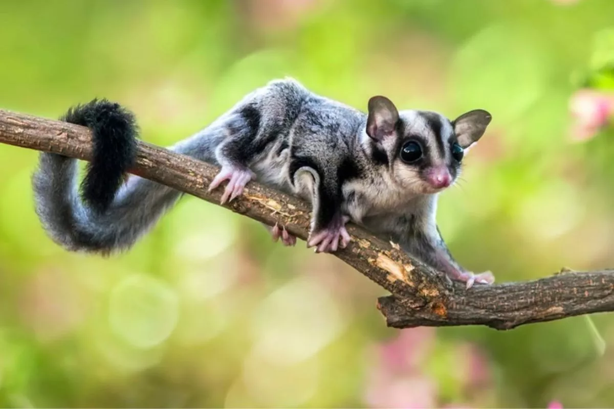 Gak Nyangka! Ini 4 Tips Melatih Sugar Glider Boomerang yang Berhasil