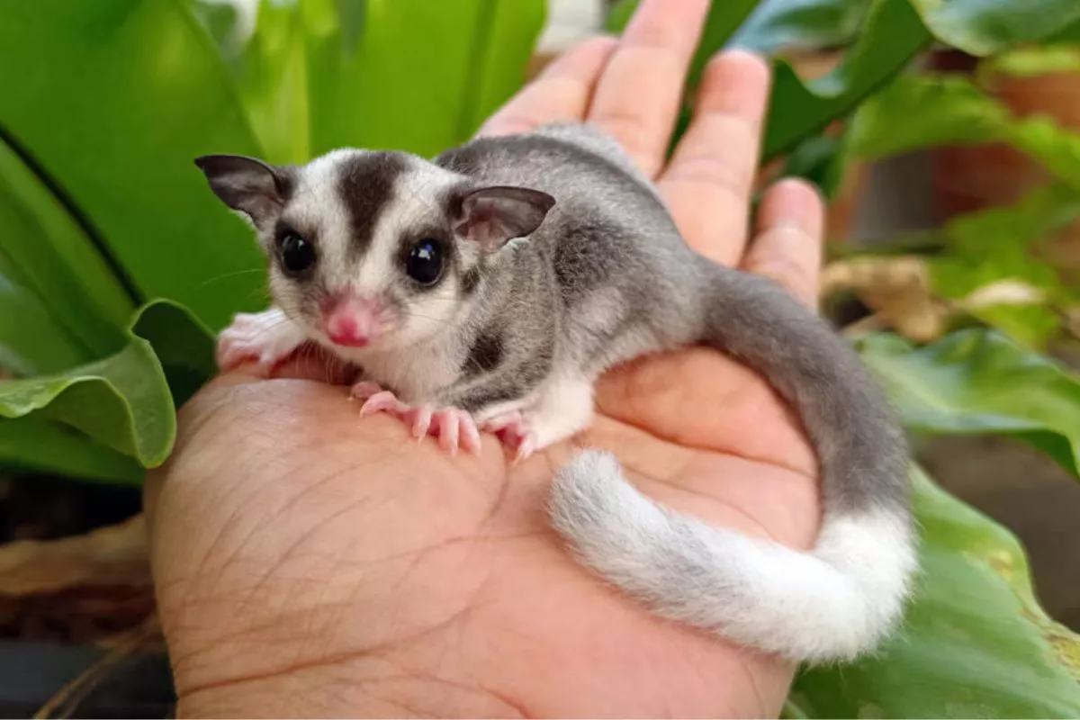 Mengapa Sugar Glider Tetap Menggigit? Ini 6 Rahasia Mengatasinya!