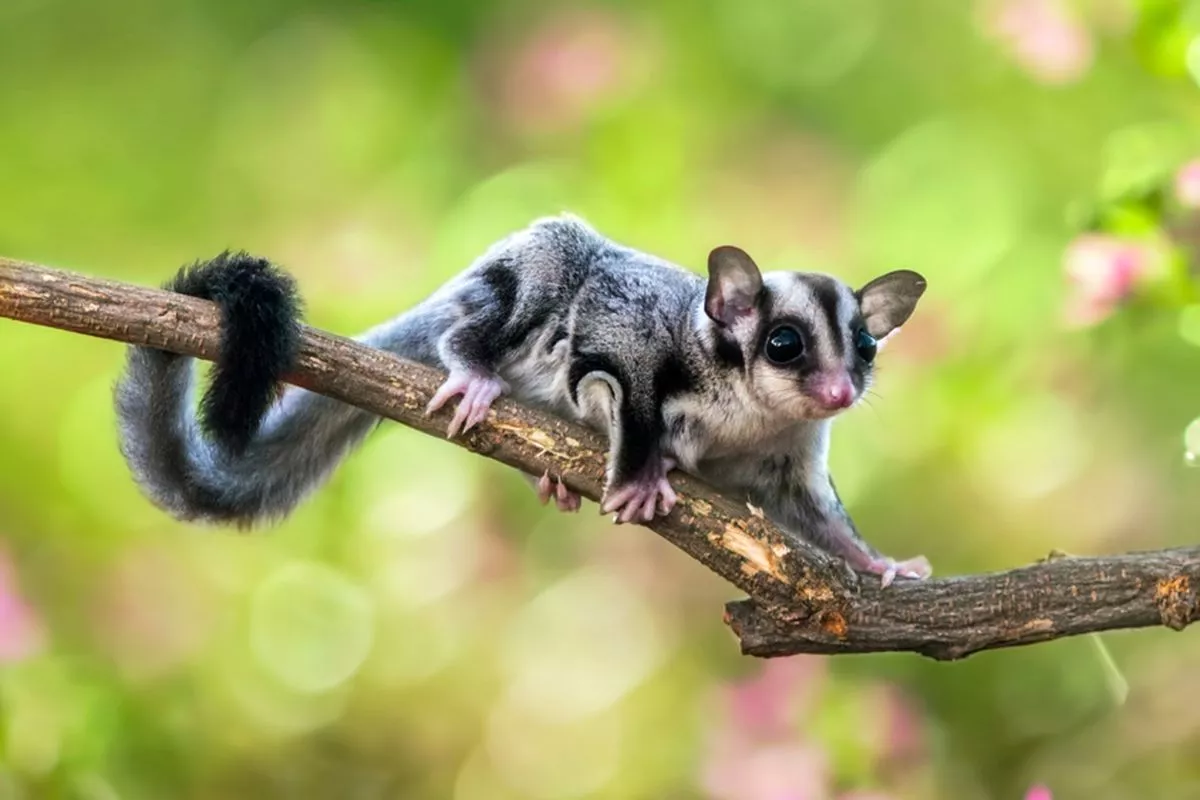 Panduan Lengkap Tips Menjinakkan Sugar Glider bagi Pemula