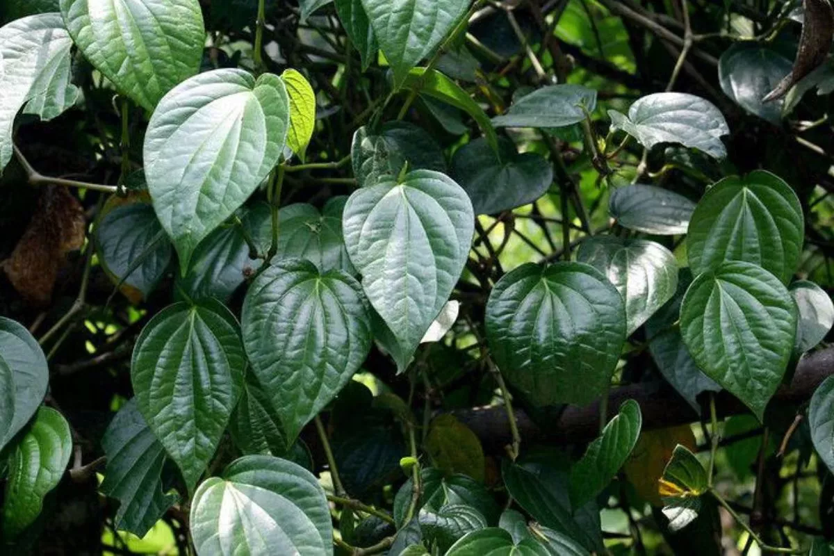 Cara Menghilangkan Bau Badan Secara Alami dengan Daun Sirih: Panduan Lengkap