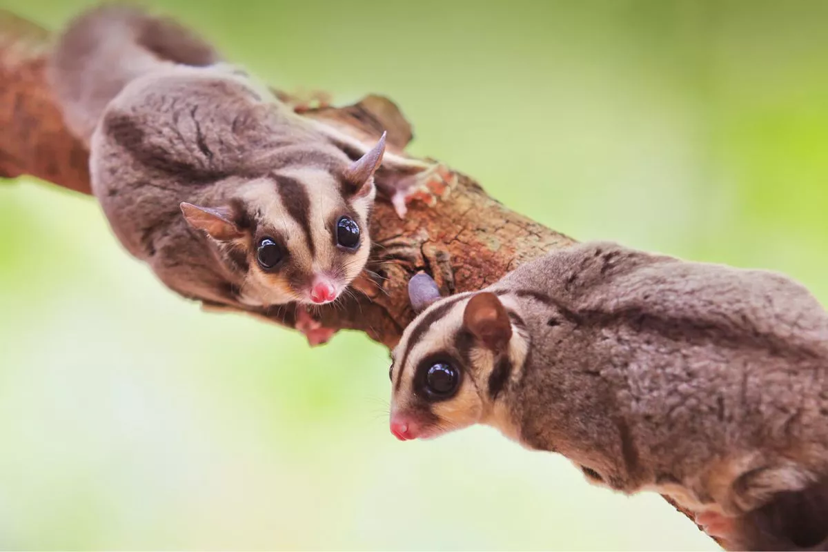 Pemula Wajib Tahu! Arti Karakteristik Suara Sugar Glider yang Unik