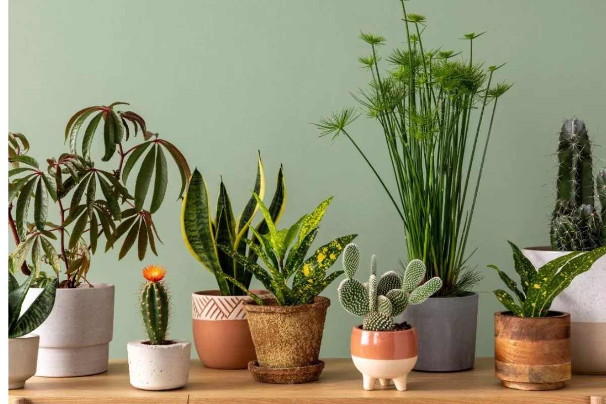 Tetangga Bakal Iri! 8 Rahasia Menata Tanaman Hias di Teras yang Estetik