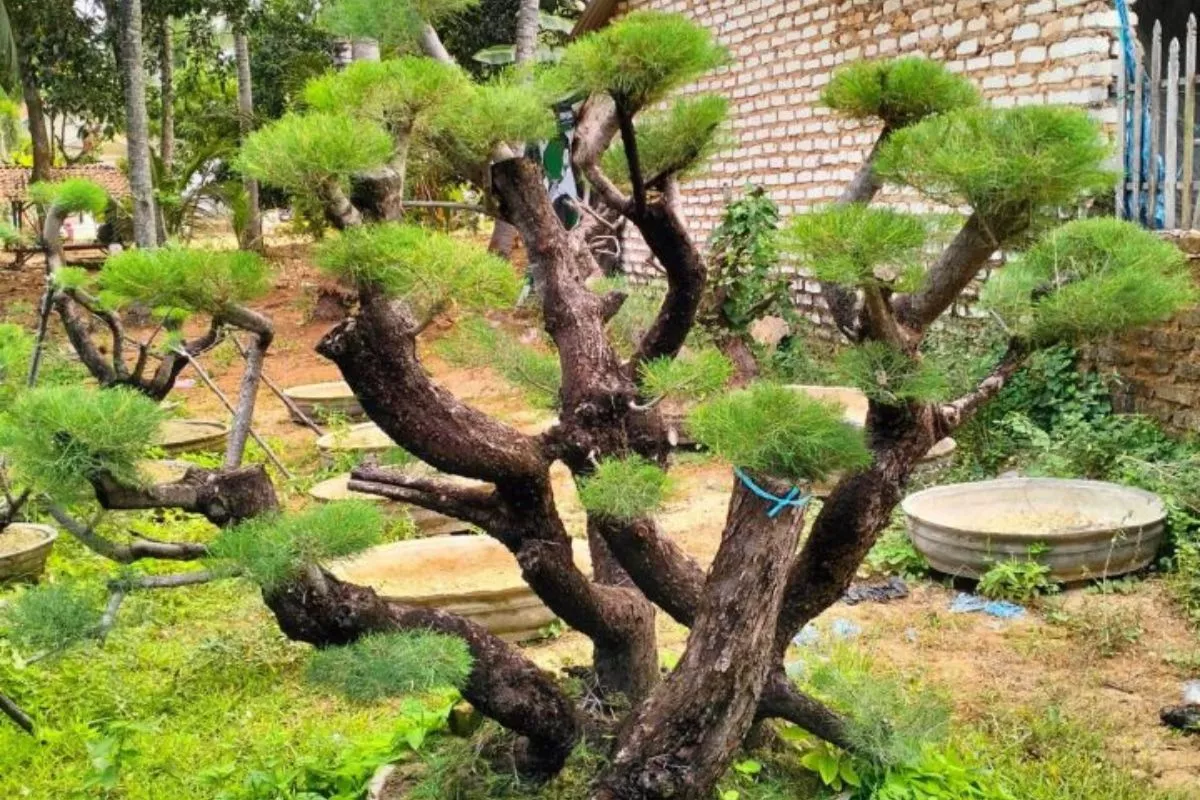 Gampang Banget! Ini Trik Rahasia Cara Membentuk Bonsai Cemara Udang Juara