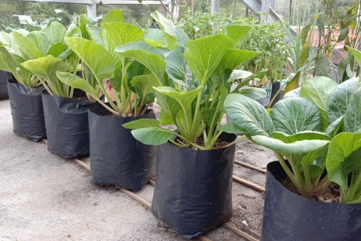 Menanam Sawi Hijau di Polybag vs Lahan Terbuka, Mana Lebih Baik?