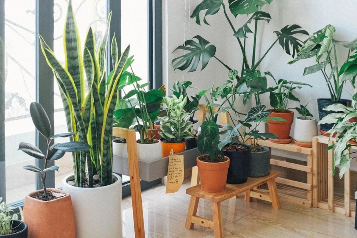 Jangan Beli Dulu! Ini Karakteristik Tanaman Hias Indoor yang Awet