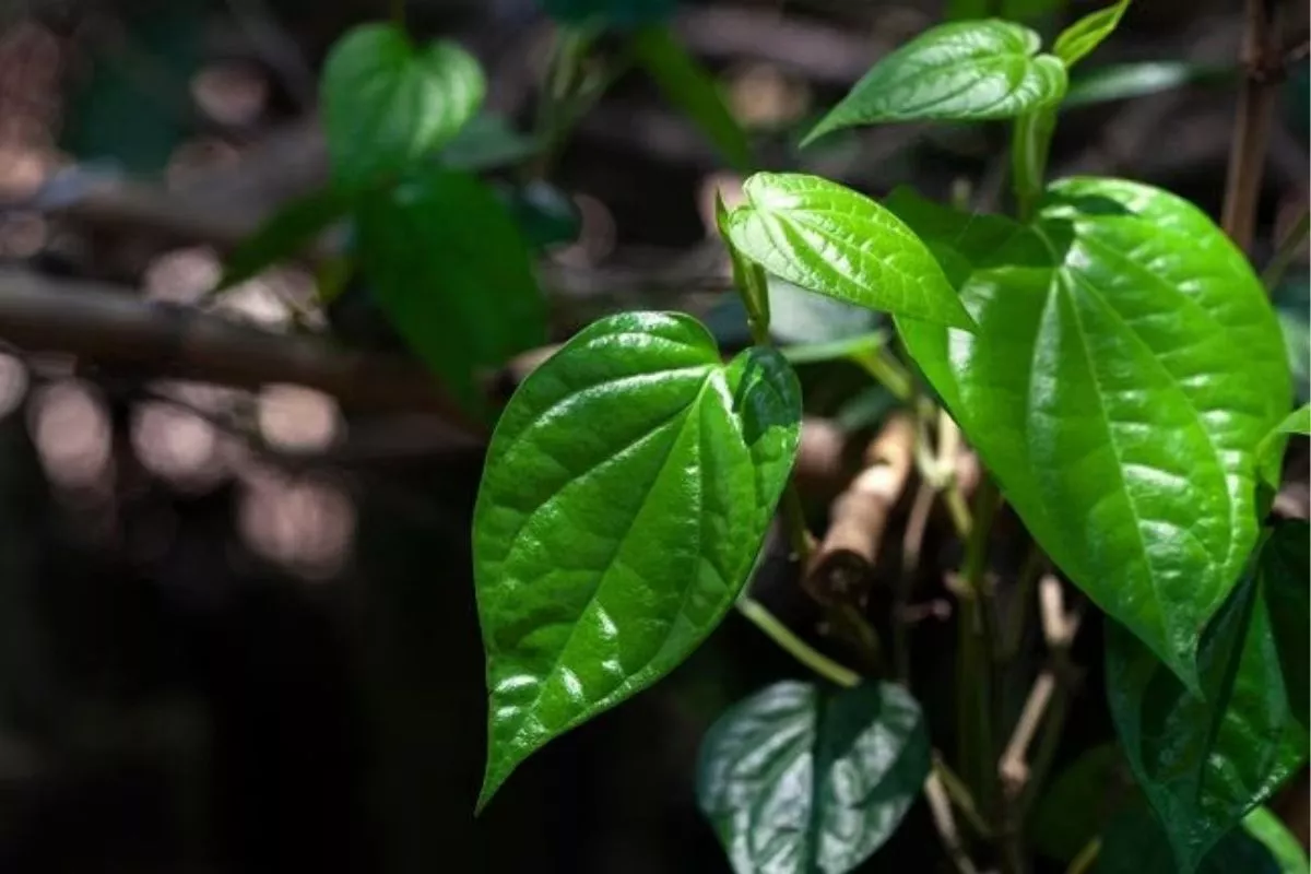 Cara Menggunakan Daun Sirih untuk Menghilangkan Jerawat Secara Alami