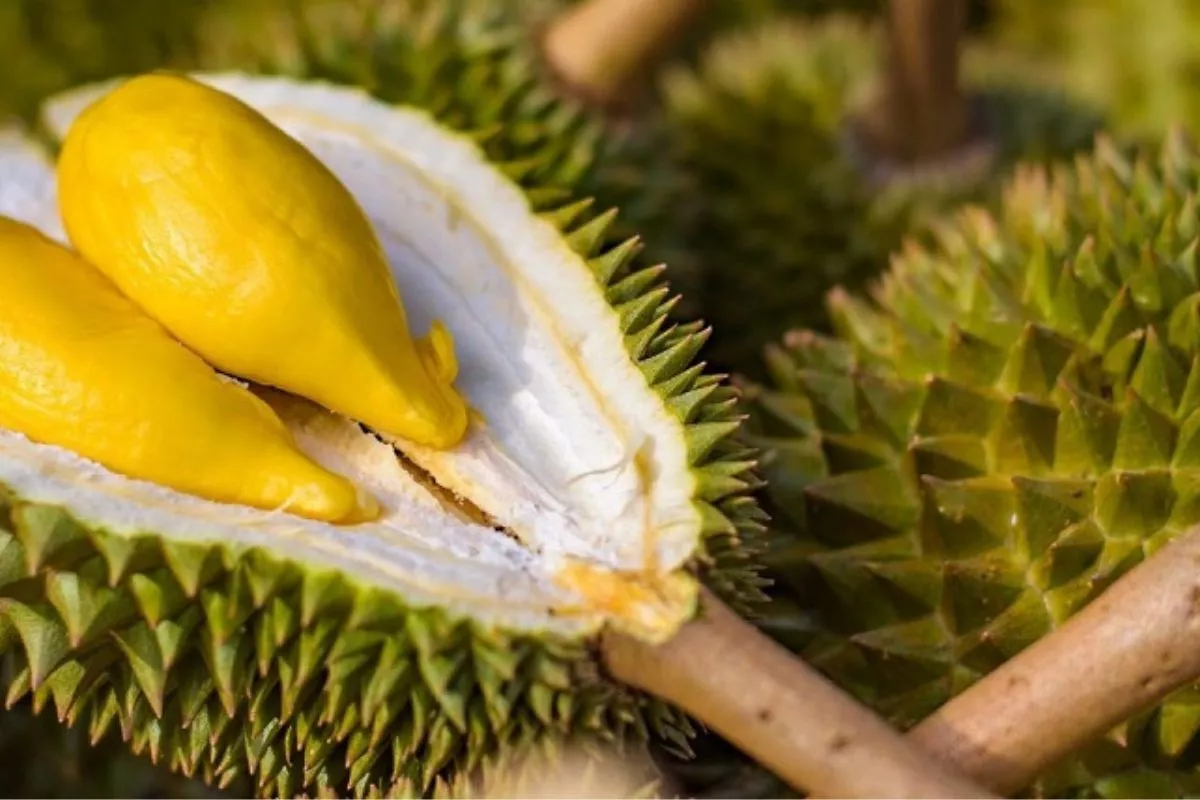 Awas Ketipu! Ini Cara Memilih Durian yang Matang dan Manis Alami
