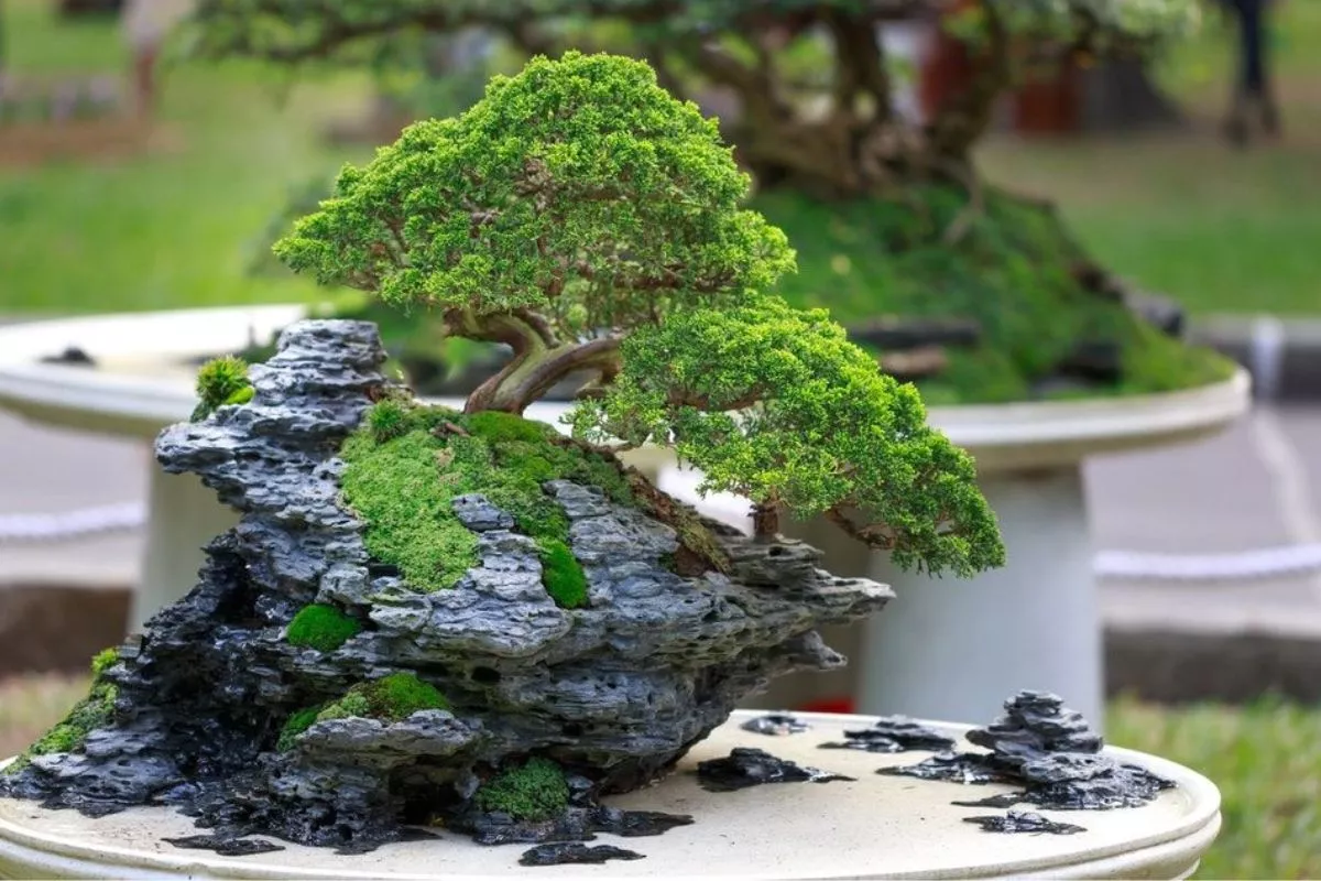 Gawat! Ini Cara Mengatasi Hama Bonsai Cemara Udang yang Bikin Botak