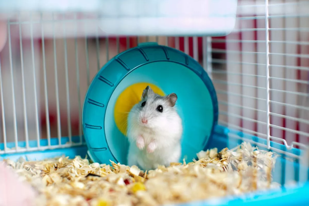 Kandang Hamster Bau Menyengat? Ini Rahasia Cara Membersihkannya!