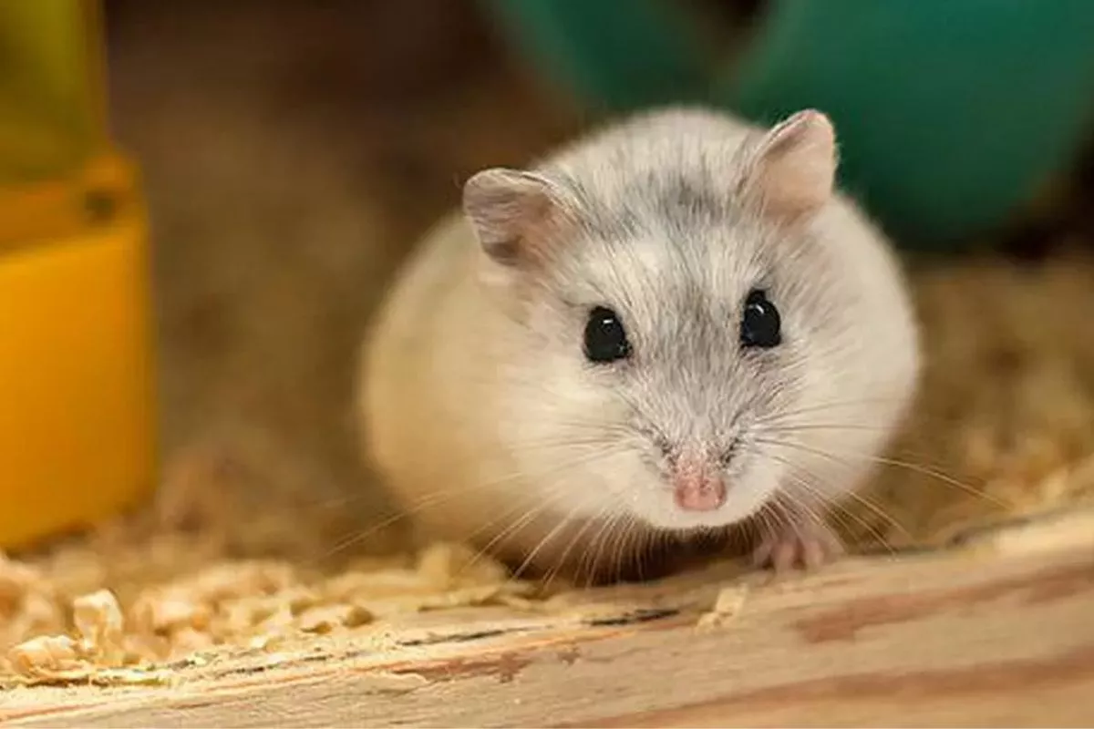 Kandang Sepi Bikin Mati? Ini 7 Gejala Penyakit Akibat Stres pada Hamster!