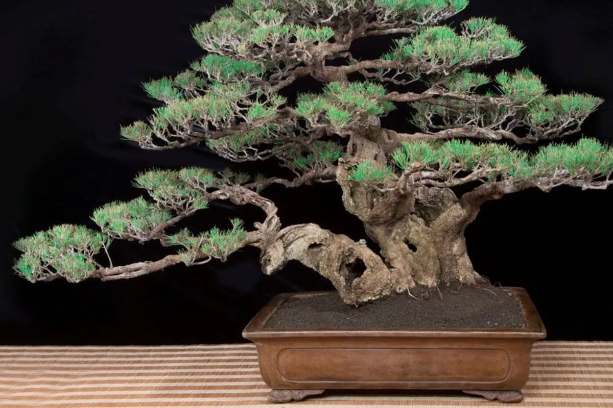Cara Merawat Bonsai Cemara Udang untuk Pemula agar Selalu Subur