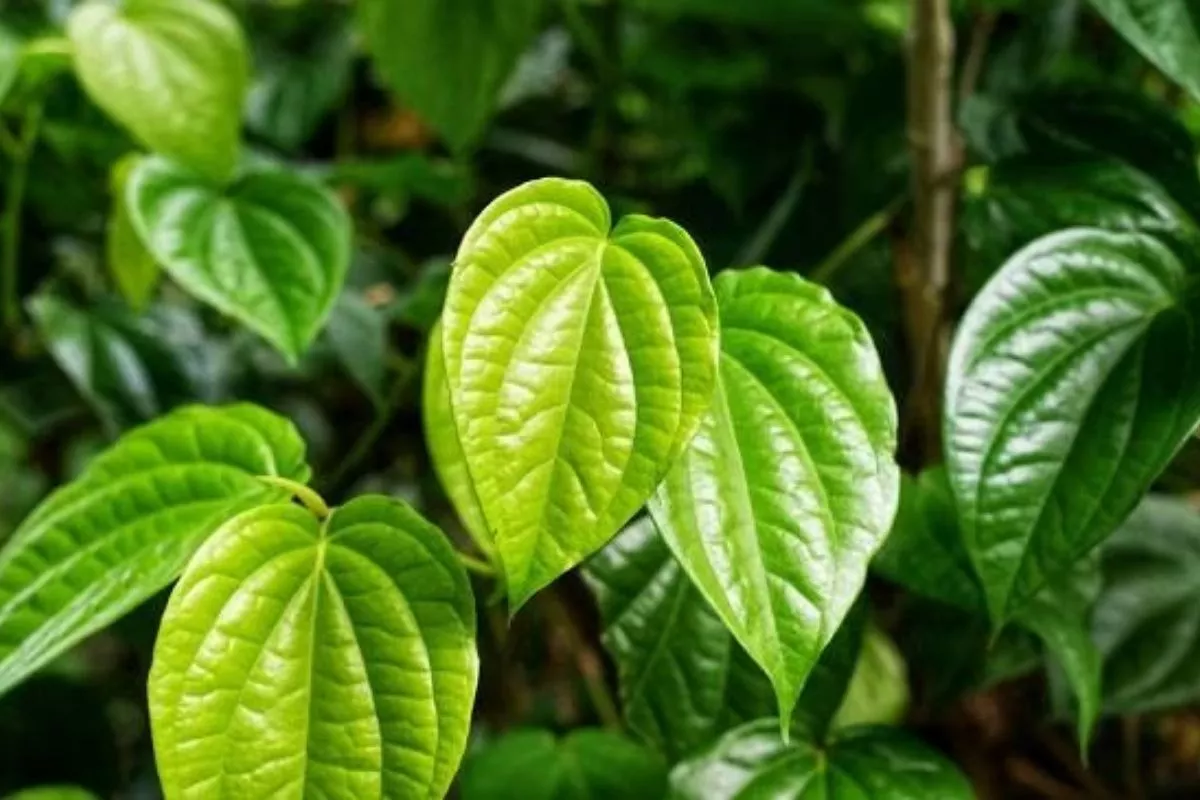 Kandungan Zat Aktif dalam Daun Sirih yang Ampuh Atasi Jerawat Anda