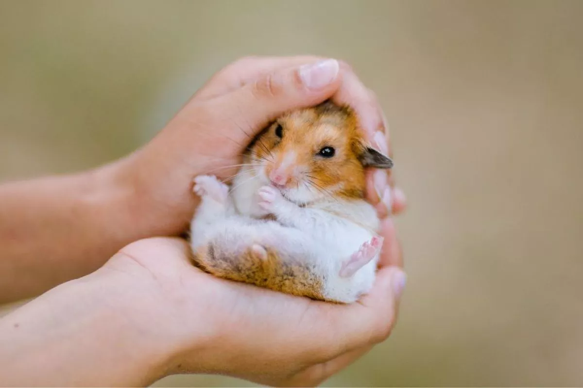 Sering Digigit? Ini Tips Menjinakkan Hamster Peliharaan Secara Bertahap!
