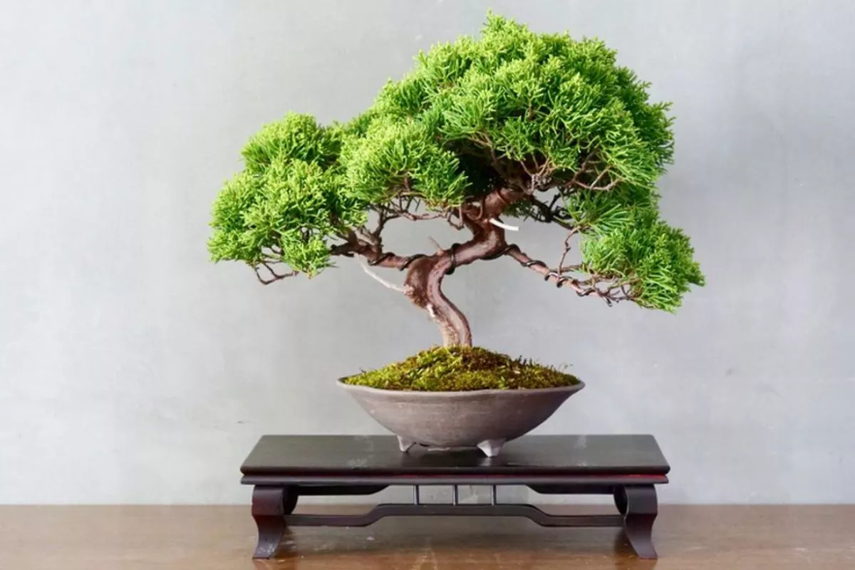 Untung Jutaan! Trik Rahasia Panduan Budidaya Bonsai Cemara Udang Juara