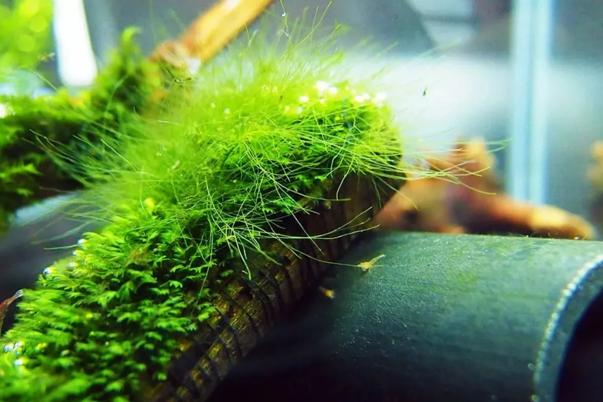Gawat! Ternyata Ini 5 Penyebab Alga di Aquascape, Pemula Wajib Tahu