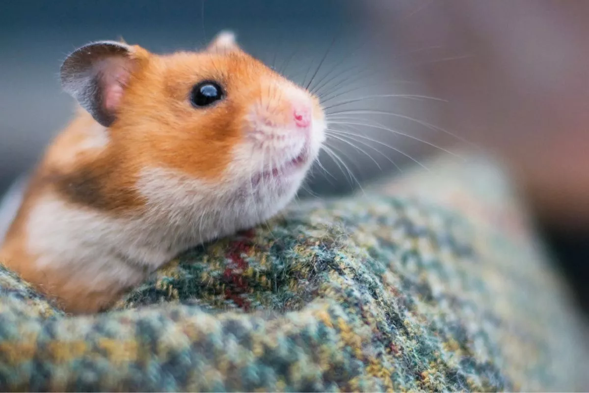  Panduan Lengkap Perawatan Hamster Agar Tidak Mudah Stres