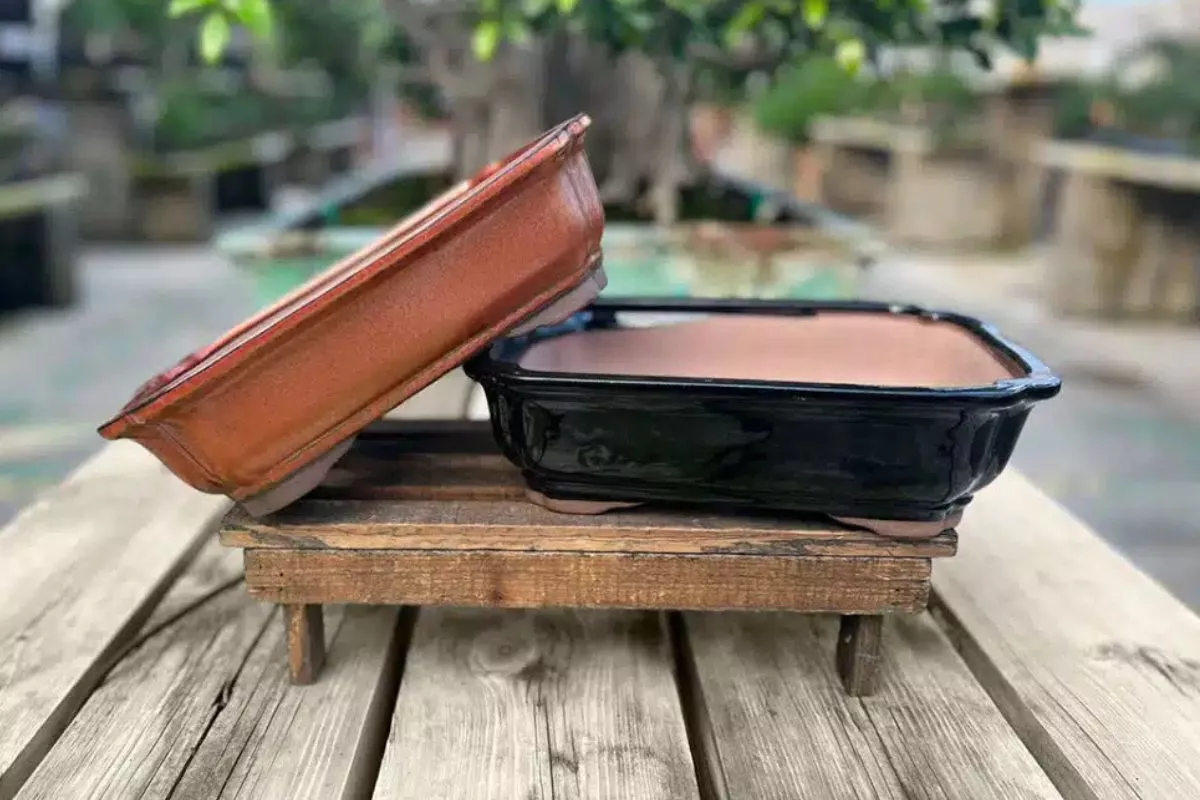 Jangan Sampai Mati! Rahasia Pentingnya Mengganti Pot Bonsai Juara
