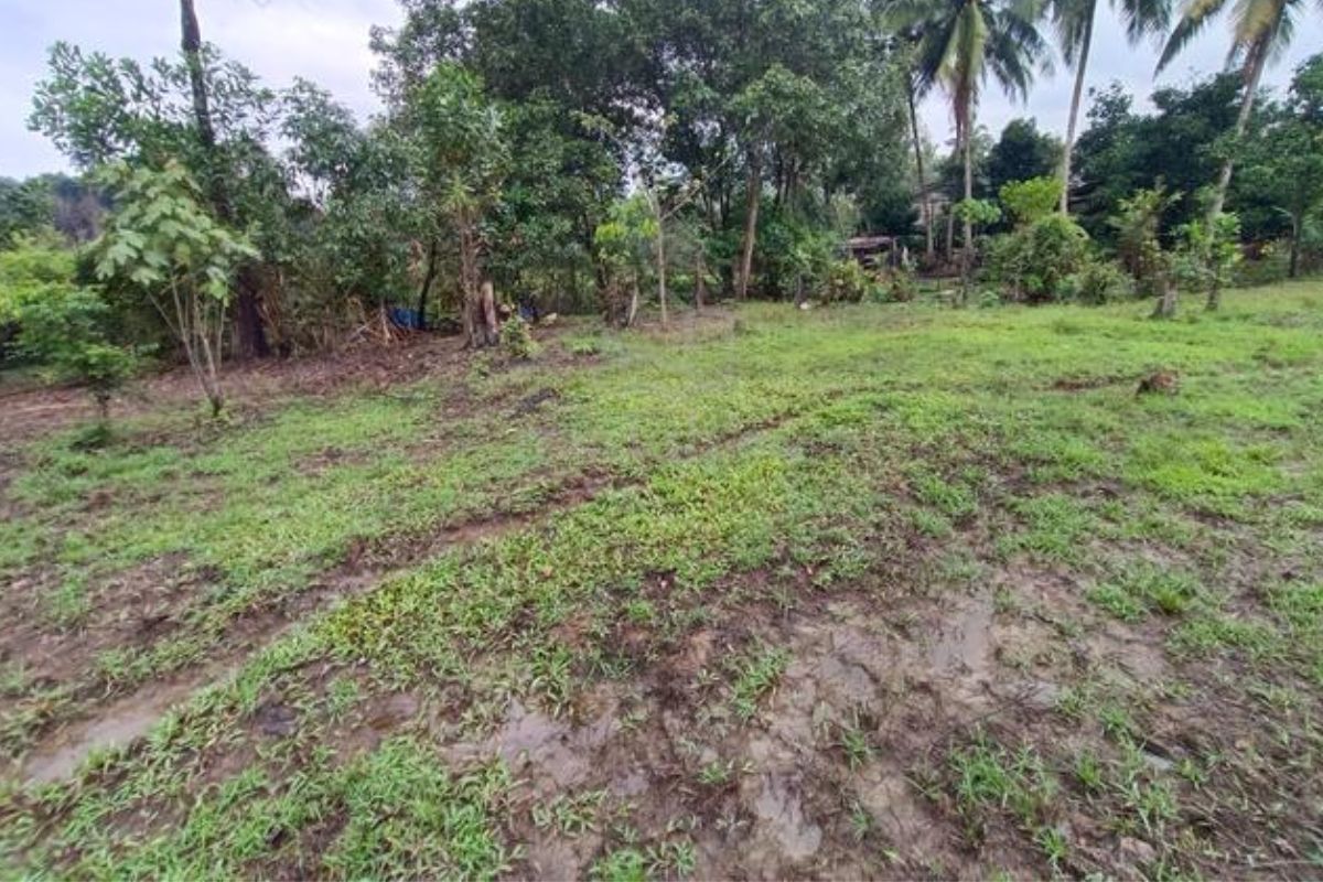 Panduan Membeli Tanah di Lampung: Kisaran Harga, Lokasi, dan Langkah Aman